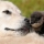 Maremma sheepdog: from Tuscany’s plains to protecting Australia’s penguins