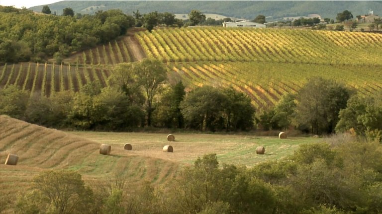 Vineyards of Maremma